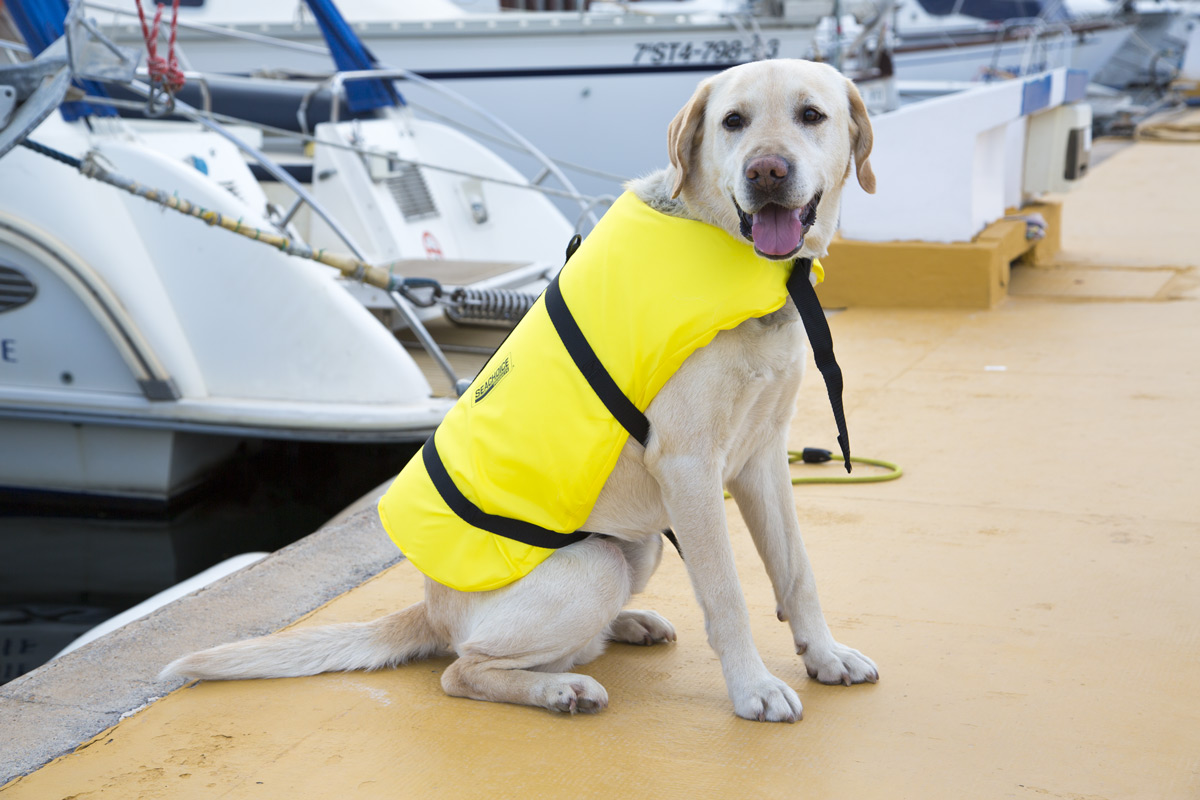 Chaleco salvavidas perro - Imagen 4